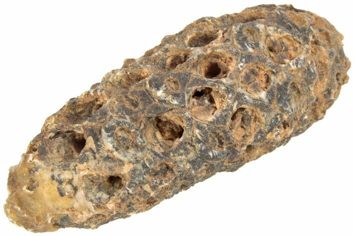 Fossil Seed Cone (Or Aggregate Fruit) - Morocco #209750